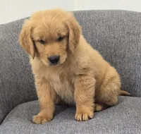 Rusty , a male Golden Retriever for sale in Fredericksburg, OH – 4 of 6