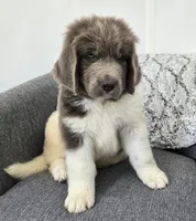 Sooner, a male Newfoundland for sale in Fredericksburg, OH – 4 of 6