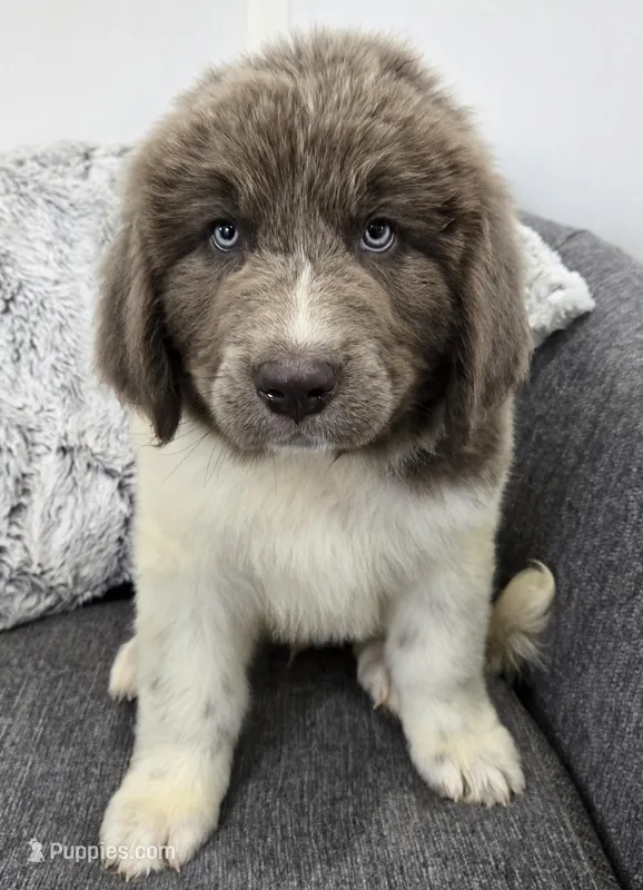 Sawyer  – Newfoundland puppy for sale in Fredericksburg, OH