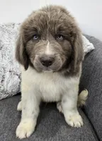 Sawyer , a male Newfoundland for sale in Fredericksburg, OH – 1 of 10