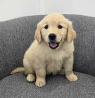 Bella, a female Golden Retriever for sale in Fredericksburg, OH – 2 of 5