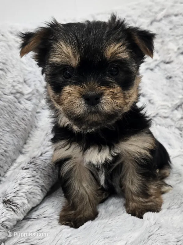 Ollie  – Yorkshire Terrier puppy for sale in Fredericksburg, OH