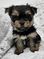 Ollie , a male Yorkshire Terrier for sale in Fredericksburg, OH – 1 of 1