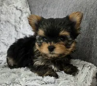Prince, a male Yorkshire Terrier for sale in Fredericksburg, OH – 5 of 5