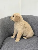 Riley , a male Golden Retriever for sale in Fredericksburg, OH – 6 of 6