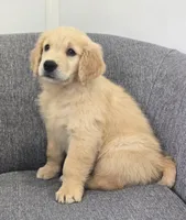 Riley , a male Golden Retriever for sale in Fredericksburg, OH – 2 of 6