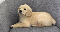 Brandy , a female Golden Retriever for sale in Fredericksburg, OH – 3 of 6