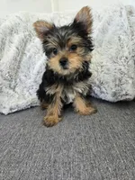 Violet , a female Yorkshire Terrier for sale in Fredericksburg, OH – 6 of 6