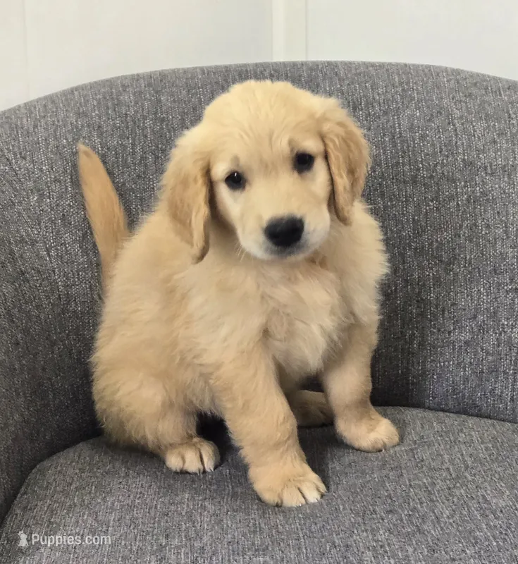 Riley  – Golden Retriever puppy for sale in Fredericksburg, OH