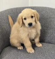Riley , a male Golden Retriever for sale in Fredericksburg, OH – 1 of 6