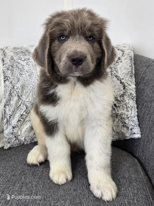 Sooner – Newfoundland puppy for sale in Fredericksburg, OH