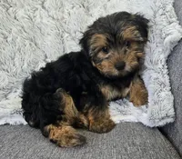 Tommy , a male Yorkshire Terrier for sale in Fredericksburg, OH – 7 of 7