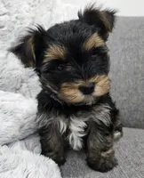 Oliver , a male Yorkshire Terrier for sale in Fredericksburg, OH – Photo 4 of 7