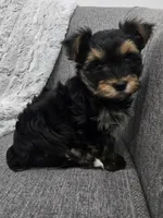 Oliver , a male Yorkshire Terrier for sale in Fredericksburg, OH – Photo 3 of 7