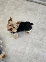 Oliver , a male Yorkshire Terrier for sale in Fredericksburg, OH – Photo 7 of 7