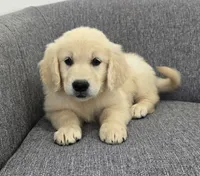 Bailey , a female Golden Retriever for sale in Fredericksburg, OH – 2 of 4