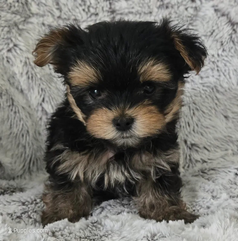 Parker – Yorkshire Terrier puppy for sale in Fredericksburg, OH