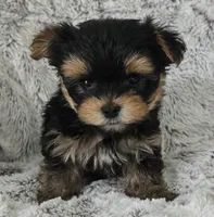 Parker, a male Yorkshire Terrier for sale in Fredericksburg, OH – 1 of 6