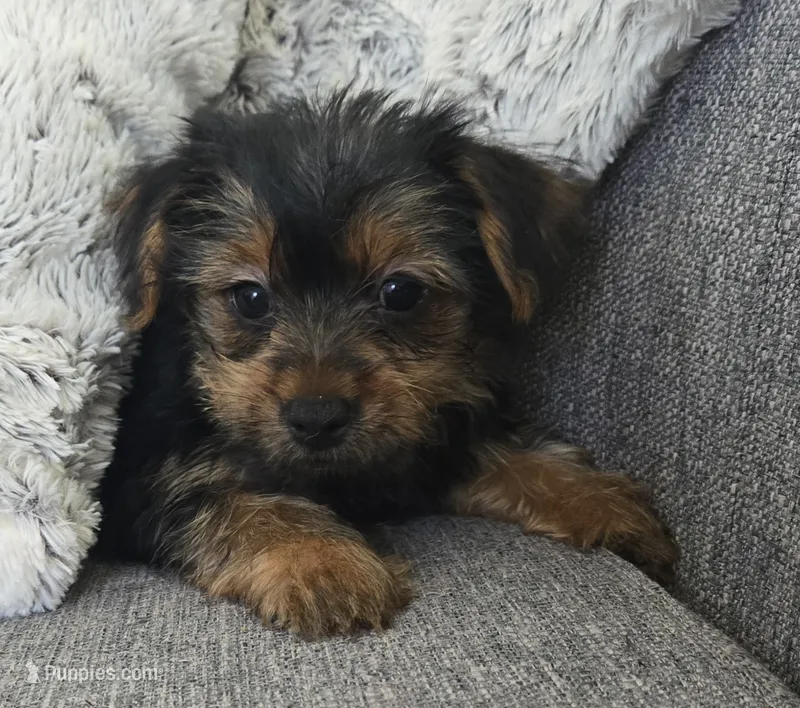 Lilac  – Yorkshire Terrier puppy for sale in Fredericksburg, OH