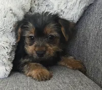 Lilac , a female Yorkshire Terrier for sale in Fredericksburg, OH – 1 of 6
