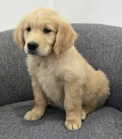 Niko, a male Golden Retriever for sale in Fredericksburg, OH – 7 of 8