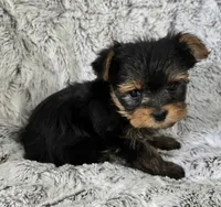 Pixie, a female Yorkshire Terrier for sale in Fredericksburg, OH – 7 of 7
