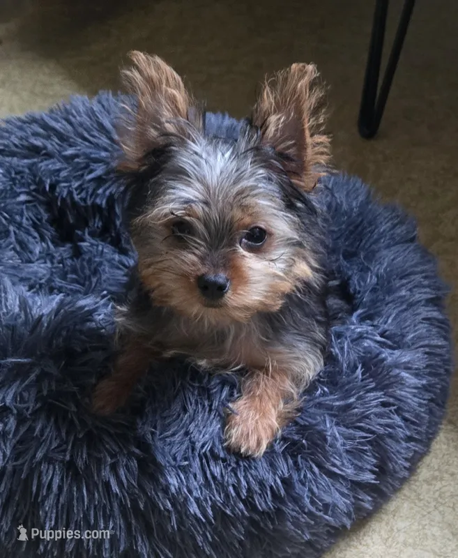 Opal  – Yorkshire Terrier puppy for sale in Fredericksburg, OH