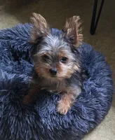 Opal , a female Yorkshire Terrier for sale in Fredericksburg, OH – 1 of 10