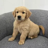 Rocky , a male Golden Retriever for sale in Fredericksburg, OH – 6 of 6