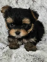 Parker, a male Yorkshire Terrier for sale in Fredericksburg, OH – 4 of 6