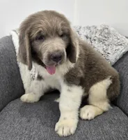 Scout , a male Newfoundland for sale in Fredericksburg, OH – 3 of 6