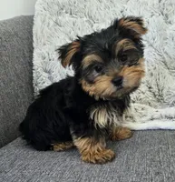 Teddy , a male Yorkshire Terrier for sale in Fredericksburg, OH – 4 of 7