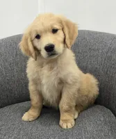 Niko, a male Golden Retriever for sale in Fredericksburg, OH – 6 of 8