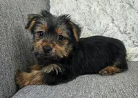 Lilac , a female Yorkshire Terrier for sale in Fredericksburg, OH – 6 of 6