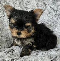 Prince, a male Yorkshire Terrier for sale in Fredericksburg, OH – 2 of 5