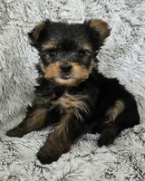 Pixie, a female Yorkshire Terrier for sale in Fredericksburg, OH – 2 of 7