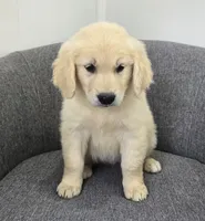 Bailey , a female Golden Retriever for sale in Fredericksburg, OH – 4 of 4