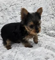 Opal , a female Yorkshire Terrier for sale in Fredericksburg, OH – 8 of 10