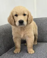 Ryder , a male Golden Retriever for sale in Fredericksburg, OH – 4 of 4