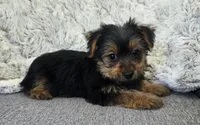 Lilac , a female Yorkshire Terrier for sale in Fredericksburg, OH – 2 of 6