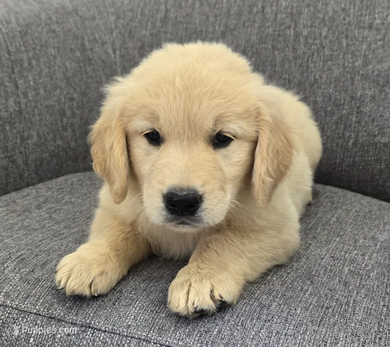 Bella – Golden Retriever puppy for sale in Fredericksburg, OH