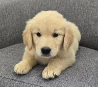 Bella, a female Golden Retriever for sale in Fredericksburg, OH – 1 of 5