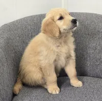 Riley , a male Golden Retriever for sale in Fredericksburg, OH – 4 of 6