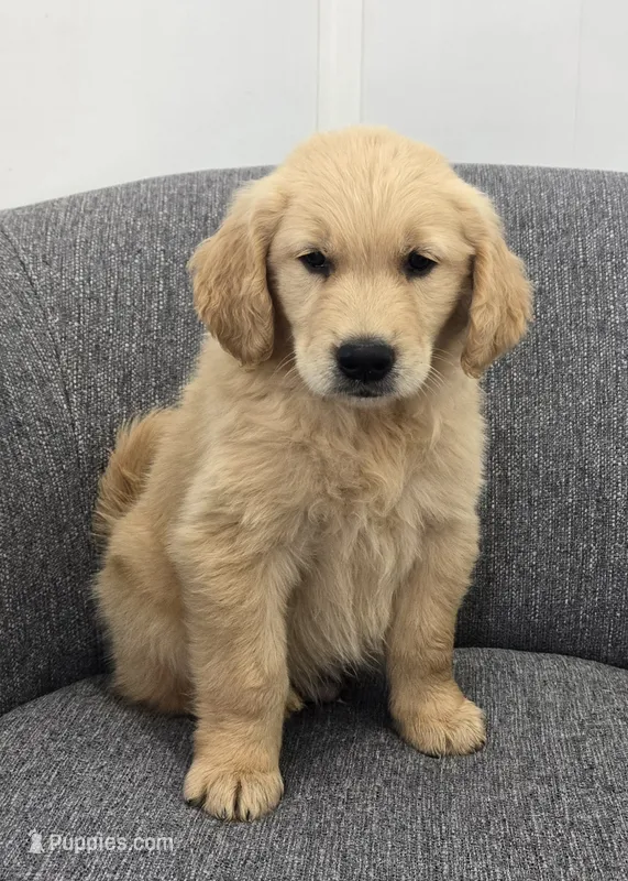 Ryder  – Golden Retriever puppy for sale in Fredericksburg, OH