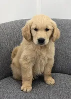Ryder , a male Golden Retriever for sale in Fredericksburg, OH – 1 of 4