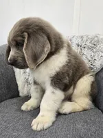 Scout , a male Newfoundland for sale in Fredericksburg, OH – 5 of 6