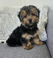 Tommy , a male Yorkshire Terrier for sale in Fredericksburg, OH – 5 of 7