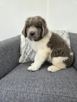 Sooner, a male Newfoundland for sale in Fredericksburg, OH – 6 of 6