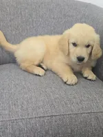 Brandy , a female Golden Retriever for sale in Fredericksburg, OH – 6 of 6