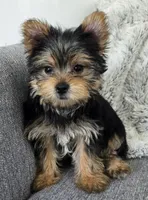 Violet , a female Yorkshire Terrier for sale in Fredericksburg, OH – 3 of 6